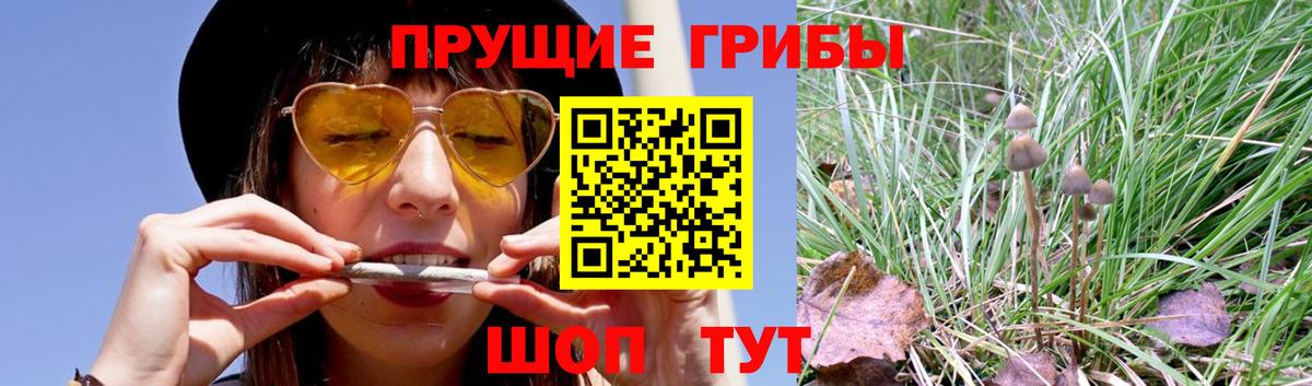 Добрянка  Псилоцибиновые грибы прущие грибы  Вход с VPN  Псилоцибиновые грибы Psilocybine cubensis 